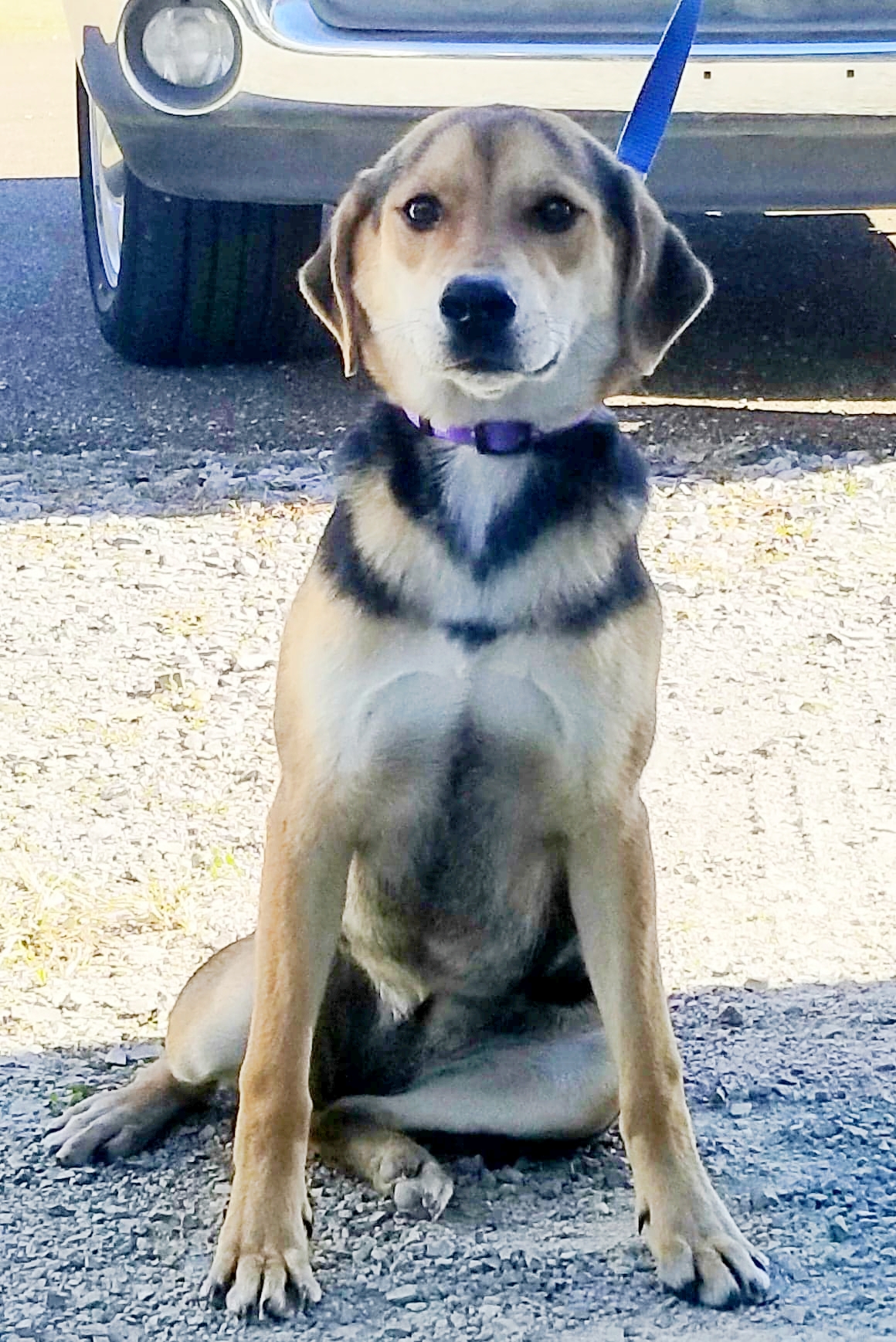 10 month old female Shepherd mix
