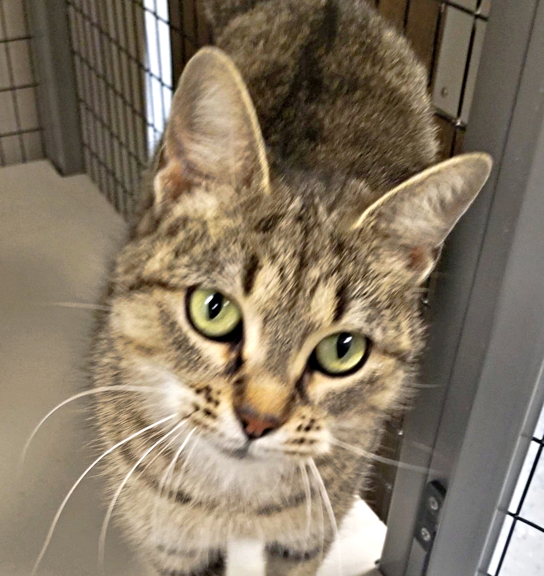 Kay-2 year old female DSH cat