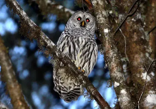 A female barred owl sits on a branch in the wooded hills, Dec. 13, 2017, outside Philomath, Ore. (AP Photo/Don Ryan, File)