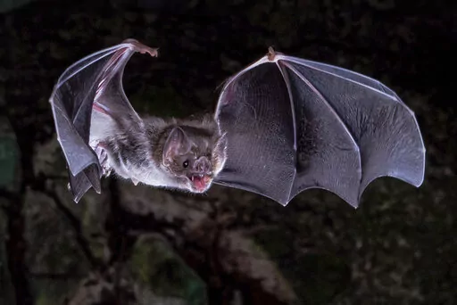 This photo provided by Sherri and Brock Fenton/AAAS in March 2022 shows a vampire bat in flight. According to a report published Friday, March 25, 2022 in the journal Science Advances, scientists have figured out why vampire bats are the only mammals that can survive on a diet of only blood. (Sherri and Brock Fenton/AAAS via AP)