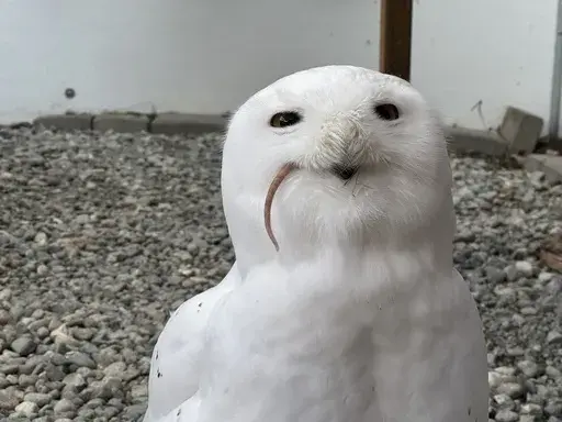 A snowy owl named Ghost eats a frozen rat at the Bird Treatment and Learning Center on Feb. 6, 2025, in Anchorage, Alaska. The center is among animal shelters and zoos around the country providing cathartic avenues for the scorned to get a little revenge on Valentine's Day. (AP Photo/Mark Thiessen)