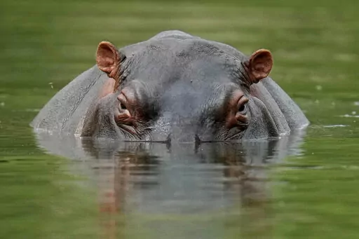 A hippo floats in the lagoon at Hacienda Napoles Park, once the private estate of drug kingpin Pablo Escobar who decades ago imported three female hippos and one male in Puerto Triunfo, Colombia, Feb. 16, 2022. An international conference on trade in endangered species ended Friday, Nov. 25, in Panama, with protections established for over 500 species. (AP Photo/Fernando Vergara, File)