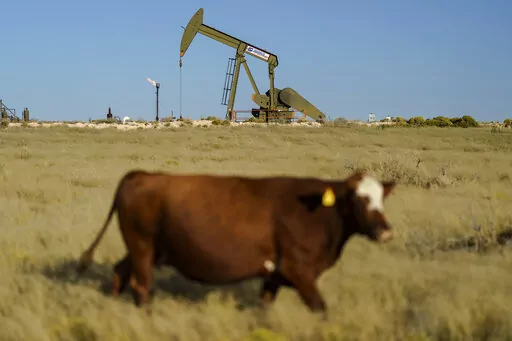 A cow walks through a field as an oil pumpjack and a flare burning off methane and other hydrocarbons stand in the background in the Permian Basin in Jal, N.M., Oct. 14, 2021. (AP Photo/David Goldman, File)