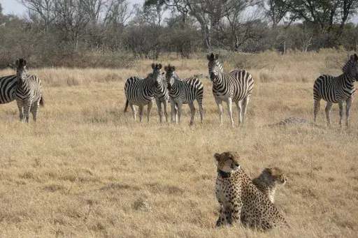 In this photo provided by Briana Abrahms, a female cheetah and her cub sit watchfully in front of a herd of zebra in northern Botswana on Aug. 23, 2011. The female wears a GPS collar as part of a study. Cheetahs are usually daytime hunters, but the speedy big cats will shift their activity toward dawn and dusk hours during warmer weather, according to a study published Wednesday, Nov. 8, 2023, in the journal Proceedings of the Royal Society B. Unfortunately for endangered cheetahs, that sets the