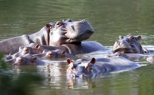 FILE — Hippos float in the lake at Hacienda Napoles Park, once the private estate of drug kingpin Pablo Escobar who imported three female hippos and one male decades ago in Puerto Triunfo, Colombia, Feb. 4, 2021. Colombia intends to undertake the task of trying to transfer to India and Mexico at least 70 hippos that live in the surroundings of the park as a measure to control its population, the manager of Animal Protection and Welfare at the Antioquia Environment Secretariat said Thursday, Ma