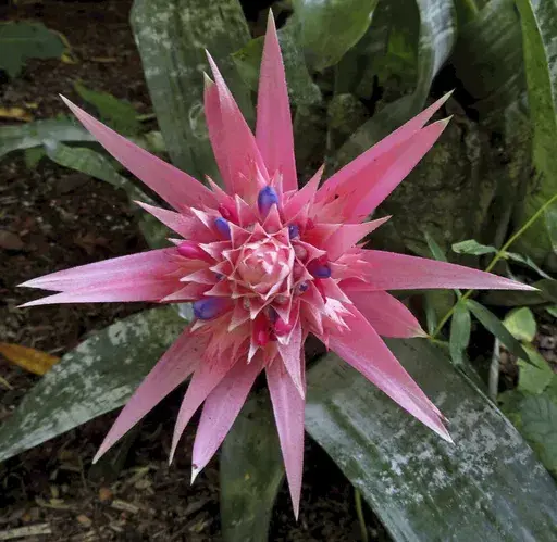 This Oct. 2, 2020, image provided by Daniel Sparler shows an urn plant (Aechmea fasciata) in bloom. (Daniel Sparler via AP)