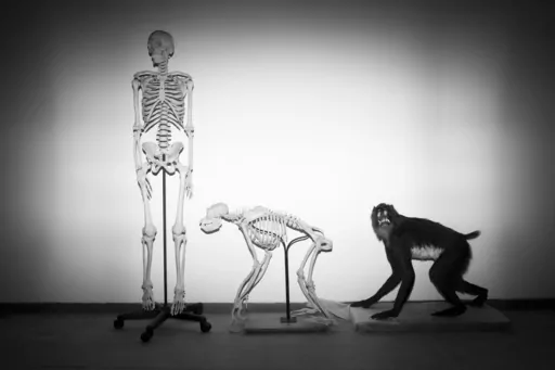 Skeletons of a human and a monkey await installation at the Steinhardt Museum of Natural History in Tel Aviv, Israel on Monday, Feb 19, 2018. Humans’ ancient ancestors had tails, as most vertebrates still do. But somewhere around 20 or 25 million years ago, when apes diverged from monkeys, our branch of the tree of life shed its back appendage. In a paper published in the journal Nature on Wednesday, Feb. 28, 2024, researchers identify at least one of the key genetic tweaks that led to this ch