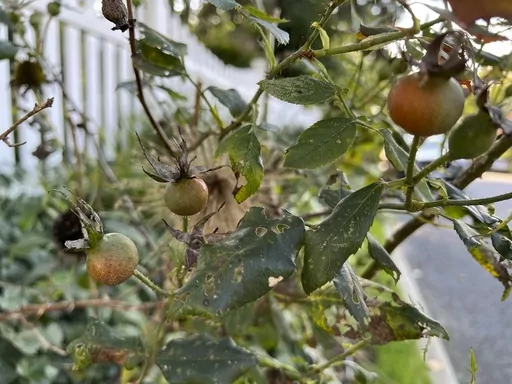 This Oct. 2, 2023, image provided by Jessica Damiano shows maturing hips on a rose shrub on Long Island, NY. (Jessica Damiano via AP)