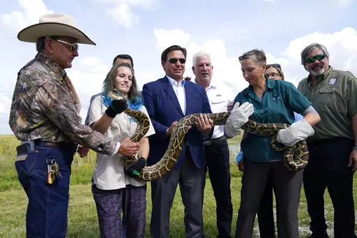 Florida Gov. Ron DeSantis, center, holds a Burmese python at a media event, Thursday, June 16, 2022, where he announced that registration for the 2022 Florida Python Challenge has opened for the annual 10-day event to be held Aug 5-14, , in Miami. The Python Challenge is intended to engage the public in participating in Everglades conservation through invasive species removal of the Burmese python. Also pictured are Ron Bergeron, left, McKayla Spencer, second from left, Rodney Barreto, third fro