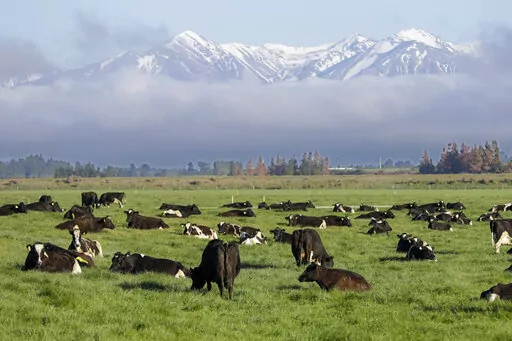 Dairy cows graze on a farm near Oxford, in the South Island of New Zealand on Oct. 8, 2018. New Zealand's government on Tuesday, Oct. 11, 2022 proposed taxing the greenhouse gasses that farm animals make from burping and peeing as part of a plan to tackle climate change. (AP Photo/Mark Baker, File)