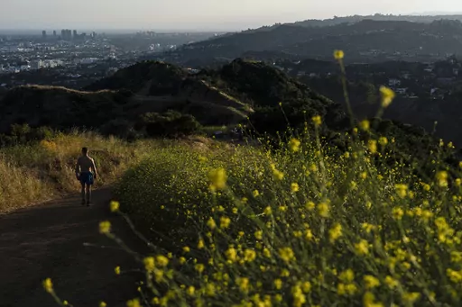 A man walks along a trail lined with clusters of wild mustard in Griffith Park in Los Angeles, Thursday, June 8, 2023. Mustard was among the most prominent of wild flowering plants that seemingly popped up everywhere in California this spring. As temperatures warm it is starting to die, making it tinder for wildfires in a state that has been ravaged by blazes. Its stalks can act as fire ladders, causing flames to climb. (AP Photo/Jae C. Hong)