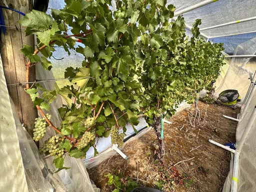 A row of grapes is seen inside the quasi greenhouse at the Oregon State University's vineyard near Alpine, Ore., on Friday, Sept. 8, 2023. The U.S. West Coast produces over 90% of America's wine, but it's also prone to wildfires, a combustible combination that spelled disaster in 2020 and one that scientists, including at Oregon State, are scrambling to neutralize. (AP Photo/Andrew Selsky)