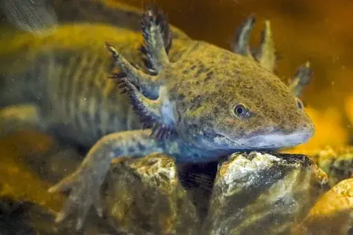 An axolotl swims around in an aquarium at a museum in Xochimilco Ecological Park, in Mexico City, Tuesday, Feb. 11, 2025. (AP Photo/Marco Ugarte)