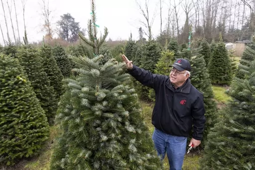 Gary Chastagner, a Washington State University professor called "Dr. Christmas Tree" shows an example of a less-desirable tree due to fewer top branches, grown in a small plantation of Turkish fir trees to produce disease and insect-resistant Christmas trees at the school's Puyallup Research and Extension Center on Thursday, Nov. 30, 2023, in Puyallup, Wash. Chastagner has been working with breeders to see if species from other parts of the world — for instance, Turkish fir — are better adap