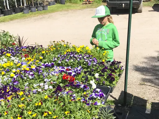 This image provided by Jeff Lowenfels, shows a young gardener looking over flats of pansies and other spring plants at a nursery. Taking children to a plant nursery and letting them see and smell the plants – and take one home – is a good way to encourage an early interest in gardening. (Jeff Lowenfels via AP)