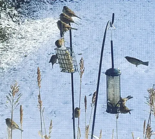 This undated image provided by Lena Monaco shows several birds visiting suet and seed feeders in her Garden City, New York, garden. Homeowners in cold climates are encouraged to provide such food, as well as water, to help sustain birds over winter, when flower seeds, fruits, nuts and nectar are typically unavailable. (Lena Monaco via AP)