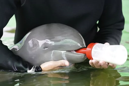 Volunteer Tosapol Prayoonsuk feeds a baby dolphin nicknamed Paradon with milk at the Marine and Coastal Resources Research and Development Center in Rayong province in eastern Thailand, Friday, Aug. 26, 2022. The Irrawaddy dolphin calf was drowning in a tidal pool on Thailand’s shore when fishermen found him last month. The calf was nicknamed Paradon, roughly translated as “brotherly burden,” because those involved knew from day one that saving his life would be no easy task. But the baby 