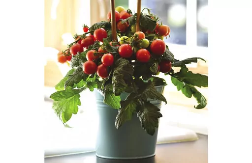 This image provided by Ball Horticultural Company shows a Kitchen Mini Red Velvet tomato plant, which is suitable for growing in containers. (Ball Horticultural Company via AP)