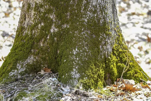 This April 2, 2019, photo provided by the Forest Preserve District of Will County, IL, shows moss growing at the base of a tree at Raccoon Grove Nature Preserve in Monee, IL. (Forest Preserve District of Will County via AP)