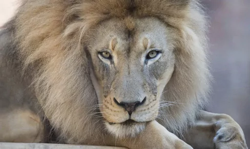 This undated photo released by The Sacramento Zoo shows its African lion Kamau. The African lion, who was a star attraction at California's Sacramento Zoo, has died at age 16, officials said. The zoo said Kamau was euthanized Saturday, June 17, 2023, a day after the big cat was pulled off an exhibit because of declining health due to his advanced age. (The Sacramento Zoo via AP)