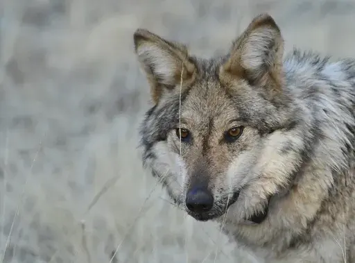 This Jan. 24, 2025, image provided by the Arizona Game and Fish Department shows a Mexican gray wolf in the wild that was monitored as part of a population survey in eastern Arizona. (Arizona Game and Fish Department via AP)