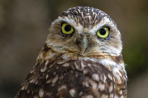 This photo provided by the San Diego Zoo Wildlife Alliance shows a burrowing owl in a habitat at the San Diego Zoo Safari Park in 2014. (Ken Bohn/San Diego Zoo Wildlife Alliance via AP)