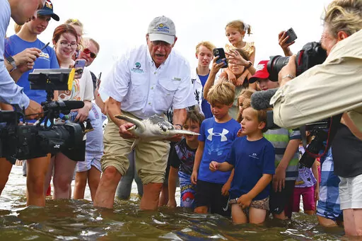 Mississippi Lt. Gov. Delbert Hoseman releases one of seven Kemp's Ridley sea turtles into the Gulf of Mexico at the east harbor in Pass Christian, Miss., July 20, 2021. The Mississippi Aquarium will soon release its first group of sea turtles to recover from New England's most recent cold-stunning season. The aquarium in Gulfport plans to release 11 Kemp's ridley sea turtles into the Mississippi Sound in Biloxi. (Brian Lamar/The Gazebo Gazette via AP)