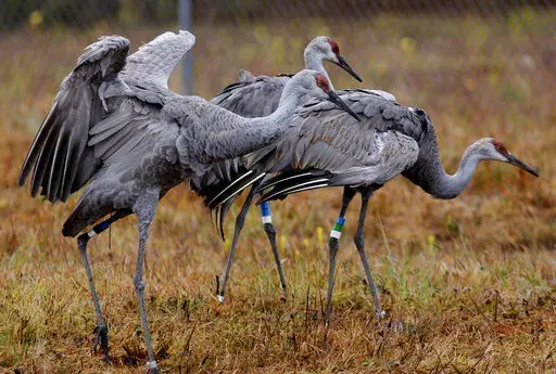 In this Nov. 27, 2012 photo, endangered Mississippi sandhill cranes stand in their temporary transitional habitat, to be later released into the wild, at the Mississippi Sandhill Crane National Wildlife Refuge in Gautier, Miss. U.S. wildlife officials have reversed their previous finding that a widely used and highly toxic pesticide could jeopardize the cranes and dozens of other plants and animals with extinction (AP Photo/Gerald Herbert, File)