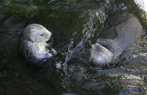 Sea otters loll in the water at the Monterey Bay Aquarium in Monterey, Calif., March 26, 2018. The Code of Federal Regulations has lots to say about how sea otters must be treated in captivity, dictating the minimum size of their pools, among other conditions. Federal regulation lends a helping hand in every corner of American life, or pokes its intrusive finger in everything, depending on your viewpoint. (AP Photo/Eric Risberg, File)