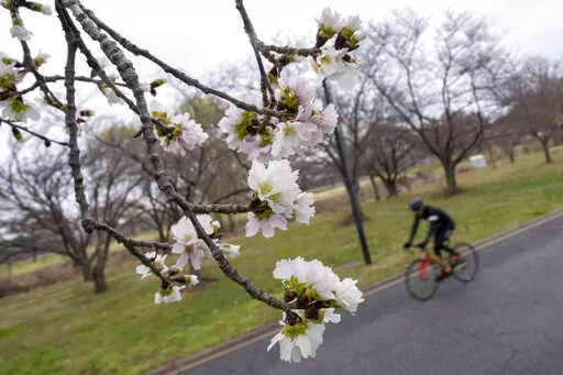 Cherry blossoms are visible along Hains Point in Washington, Monday, Feb. 27, 2023. (AP Photo/Andrew Harnik)