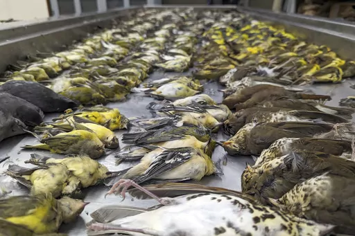 In this image provided by the Chicago Field Museum, the bodies of migrating birds are displayed, Thursday, Oct. 5, 2023, at the Chicago Field Museum, in Chicago. The birds were killed when they flew into the windows of the McCormick Place Lakeside Center, a Chicago exhibition hall, the night of Oct. 4-5. According to the Chicago Audubon Society, nearly 1,000 birds migrating south during the night grew confused by the exhibition center's lights and collided with the building. (Daryl Coldren/Chica
