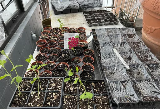 This image provided by Jeff Lowenfels shows flats of sweet peas grown from seed, some in recycled egg cartons, on March 23, 2023, in Anchorage, Alaska. The longer days of spring make this a good time to start plants from seed, either indoors or outdoors. (Jeff Lowenfels via AP)