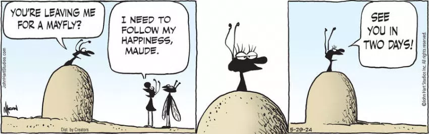 B.C. for May 29, 2024